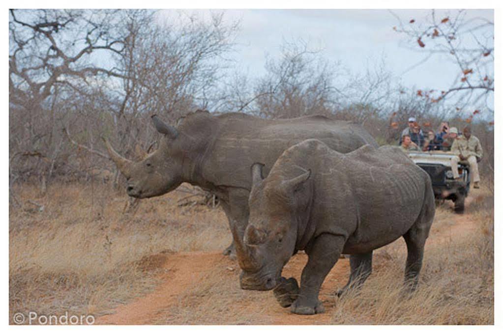 Pondoro Game Lodge Balule Game Reserve Exterior foto